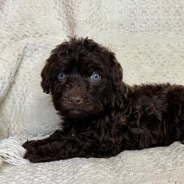 Reggie - Chocolate male Goldendoodle puppy in Lancaster, Kentucky from Dream Paws Puppies, LLC