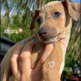 Boy 2 - male Italian Greyhound puppy in Southwest Florida, Florida from Woofford Italian Greyhounds