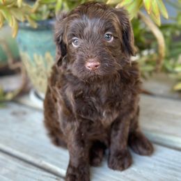 Chestnut - Chocolate male Goldendoodle puppy in Wharton, Texas from Little Fur Friends