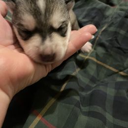 Pomsky Puppies from Stacy’s Playful Pomsky
