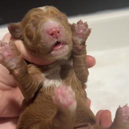 Slider - Red  male Goldendoodle puppy in Twin Falls, Idaho from Magic Valley Family Doodles