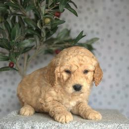 Lotso - Apricot male Goldendoodle puppy in Apopka, Florida from Rae Precious Puppies