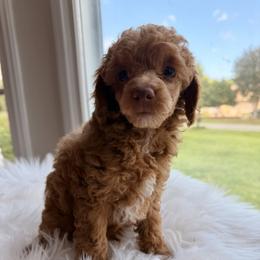 Pekingese, Poodle, and Shih Tzu Puppies from Happy puppies