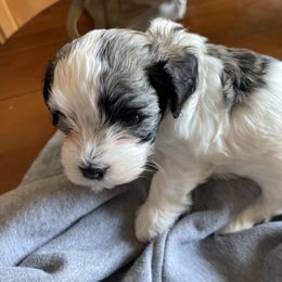 Lenny - Fawn sable male Havanese puppy in Athens, Alabama from Sunsation Havanese