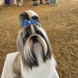 Axl - Shih Tzu