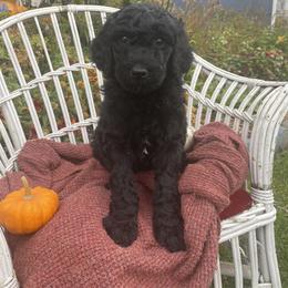 Poodle Puppies from Wilks Pups