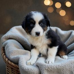 Lady - Black tri-color female Australian Shepherd puppy in Statesville, North Carolina from Charming Australian Shepherds