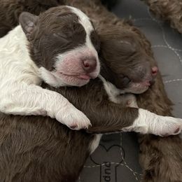 Lagotto Romagnolo Puppies from Agapē Lagotto Romagnolo
