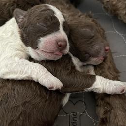 Lagotto Romagnolo Puppies from Agapē Lagotto Romagnolo