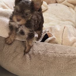 Hershey - Chocolate and tan male Yorkshire Terrier puppy in Hudson, Florida from MCM Acres