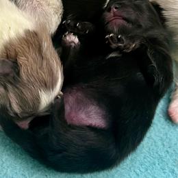 Rory - Black female Pomeranian puppy in Arizona from Ma Petite Amore Pomeranians