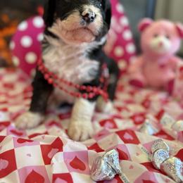 Cuddles - Tri-color female Bernedoodle puppy in Carlotta, California from Lost Coast Bernese Mountain Dogs