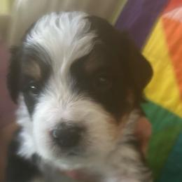 Brodie-brown - Tri-color male Bernedoodle puppy in Lynch Station, Virginia from Mini Bernedoodles by Ziva & Zac