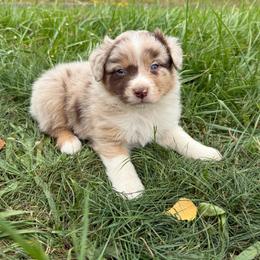 Cinch - Red merle female Australian Shepherd puppy in Otis, Oregon from Heritage Hill Aussies