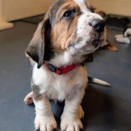 Casey- Red Collar - Black brown and white male Basset Hound puppy in Duchesne, Utah from HI Desert Hounds