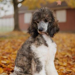 Edna - Guardian Home - Brindle female Poodle puppy in Springfield, Oregon from Valaurah Farms