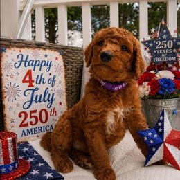 Prince Louis of Wales - Red  male Poodle puppy in Woodbridge, Virginia from Rosa Red Standard Poodles