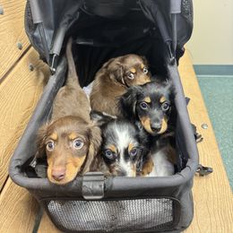 Dachshund Puppies from Suwannee River Doxies