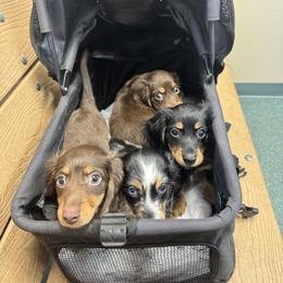 Dachshund Puppies from Suwannee River Doxies