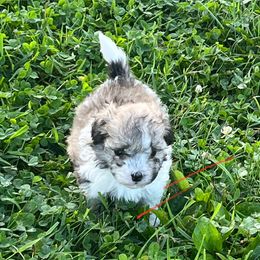 Maltipoo Puppies from ELIZABETH VENDLEY