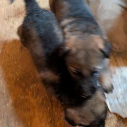 Odom's Heard a Rumor - Sable female German Shepherd puppy in Springtown, Texas from Odom's German Shepherds