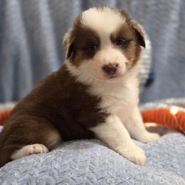 Red Collar-Finn - Red tri-color male Miniature American Shepherd puppy in Statesboro, Georgia from Azure Miniature American Shepherds