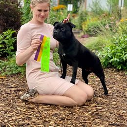 Staffordshire Bull Terrier All Grown Up from Theatric Staffords