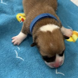 Pembroke Welsh Corgi Puppies from S~Way Corgis