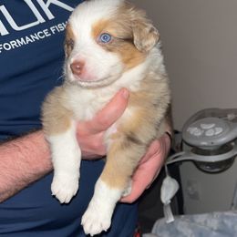 Australian Shepherd Puppies from Southern Sky Aussies