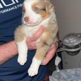 Australian Shepherd Puppies from Southern Sky Aussies