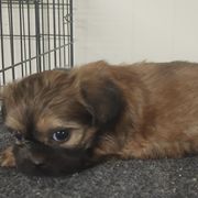 Copper - Brown male Mal-Shi puppy in Richmond, Missouri from Natalie's Happy Fur Paw Shih-Tzues and More