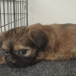 Copper - Brown male Mal-Shi puppy in Richmond, Missouri from Natalie's Happy Fur Paw Shih-Tzues and More