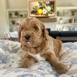 Blue collar - Apricot male Goldendoodle puppy in Indiahoma, Oklahoma from Farm Fresh Doodles