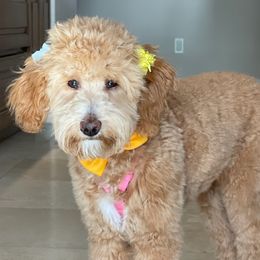 Aussiedoodle Puppies from Color Country Doodles