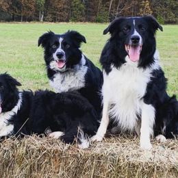 Border Collies from Doggie D'Tails