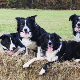 Border Collies from Doggie D'Tails