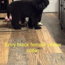 Envy - Black Newfoundland puppy in Shepherd, Montana from Crystal Waters Newfoundlands
