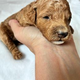 Sleepy - Red male Cockapoo puppy in Adrian, Oregon from ApplebyFarm