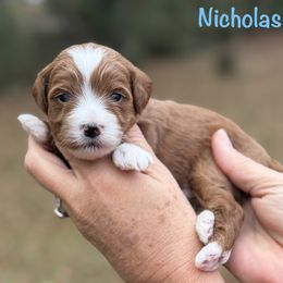 Nicholas - Red  male Goldendoodle puppy in Newnan, Georgia from Wagging Tailz Pups