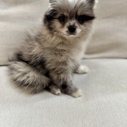 Tito - Blue merle male Pomeranian puppy in Canandaigua, New York from Fingerlakes Pomeranians