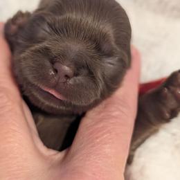 Taylor - Chocolate female Shih Tzu puppy in Claxton, Georgia from Small Pawz Shih tzu