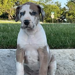 Great Dane Puppies from Oak Bend Danes