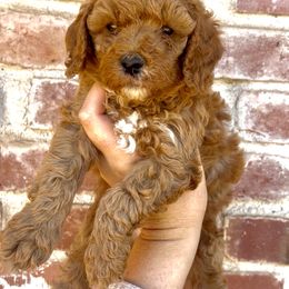 Rowan - Red male Cavapoo puppy in Redding, California from Lipscomb Doodles