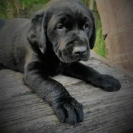 Labrador Retriever Puppies from Labrador Retriever Puppies
