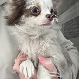 Marshmellow - Chihuahua