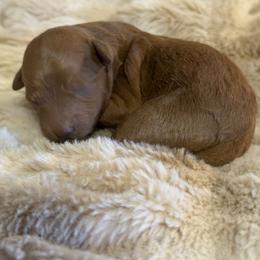 Girl 1 - Red  female Goldendoodle puppy in Haleyville, Alabama from Susan’s Prefurred Doodles