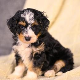 Nettle - Tri-color male Bernedoodle puppy in Dundee, Ohio from Down Home Doodle