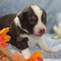 Blue collar - Red tri-color male Miniature American Shepherd puppy in Statesboro, Georgia from Azure Miniature American Shepherds