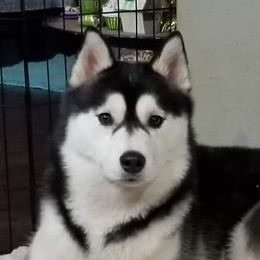 Storm - Siberian Husky
