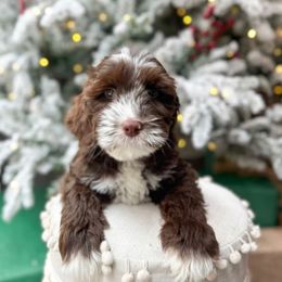 Harvest - Chocolate male Australian Labradoodle puppy in Palmdale, California from Doodles_Ko